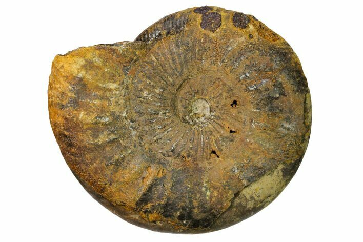 Iron Replaced Ammonite Fossil - Boulemane, Morocco #164470
